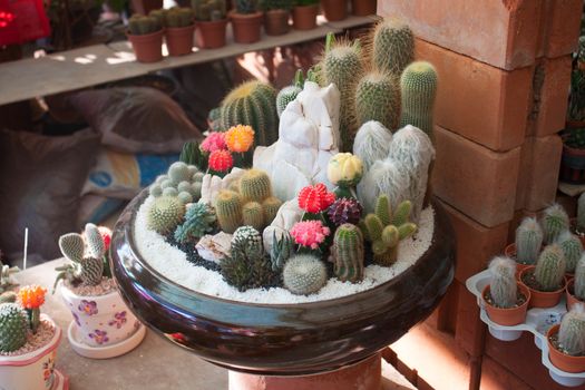Many cactus species in the same pot