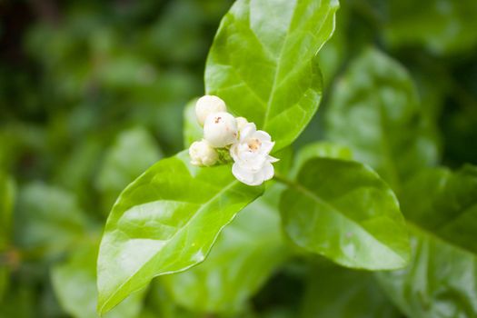 Arabian jasmine and white flowers in a beautiful green.