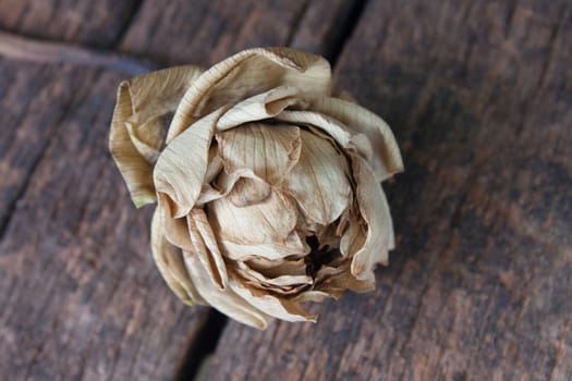 Dried lotus and Old Beautiful petals fold