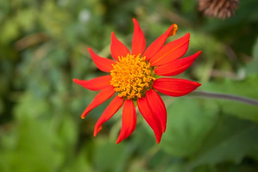 Mexican Sunflower