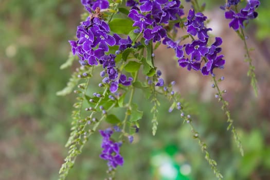 Golden Dew Drop, Pigeon Berry, Sky Flower from thailand