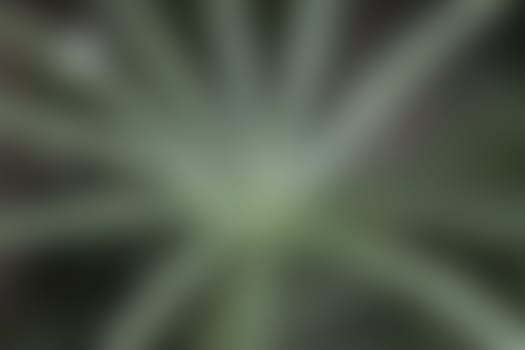 
Radial light green background wallpaper.