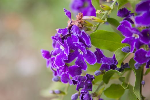 Golden Dew Drop, Pigeon Berry, Sky Flower from thailand