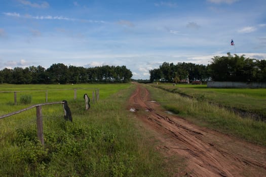 cornfield
With cattle and Bright sky view