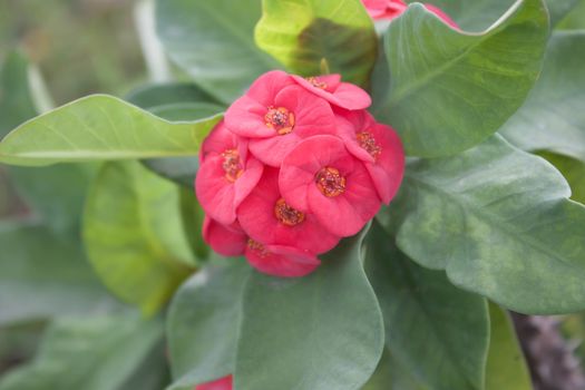 Euphorbia flowers red