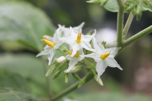 eggplant flower
White is a vegetable in Thailand.