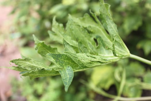 Papaya leaf green background