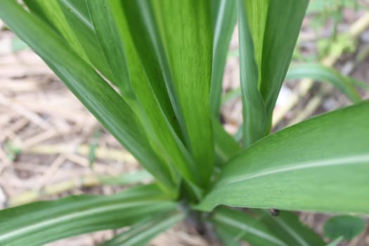 Pandan  trees planted in the soil