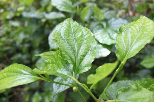 Leaves plu green background.