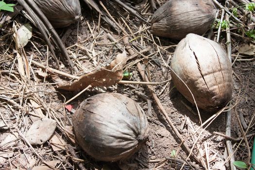 Coconut husk The Fall of the coconut from Thailand.