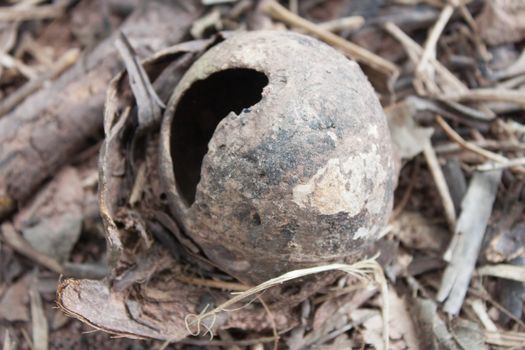 Old coconut on the ground has cracks.