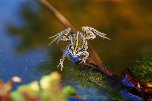 Frog in the water