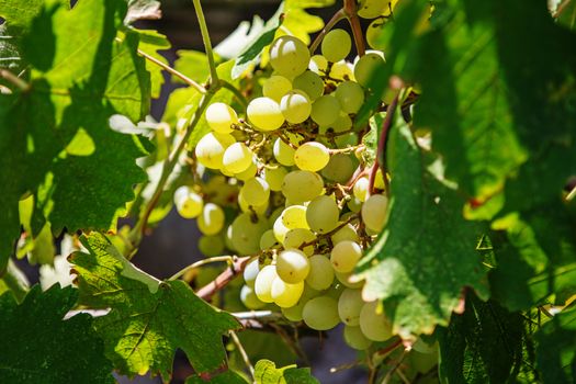 Large bunch of white wine grapes hang from a vine. Ripe grapes with green leaves. Wine concept.