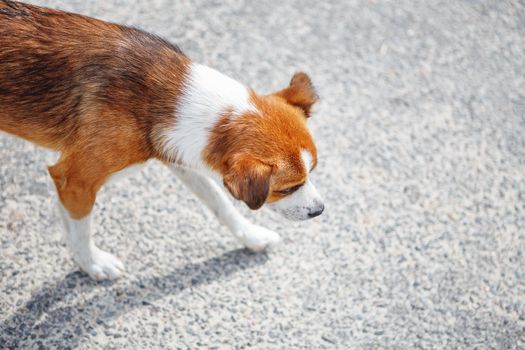 Unhappy homeless hungry mongrel puppy walking alone on the street. Society issues