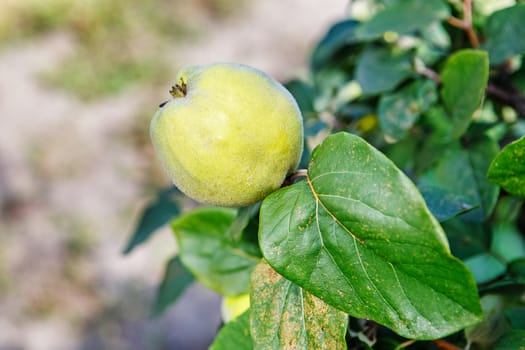 Ripening sweet quince fruits growing on a quince tree branch in orchard