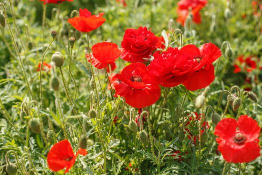 Bright red poppies blooming in the meadow or in the field