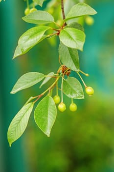 Ripening cherries on a tree in the garden on the farm. Unripe green fruit. Organic farming