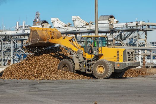 Front-end loader in action on the loading of sugar beet at a sugar factory