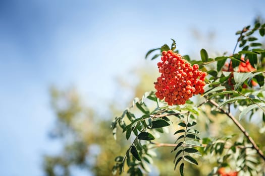 The fruits of mountain ash hanging in clusters on the branches of trees in autumn