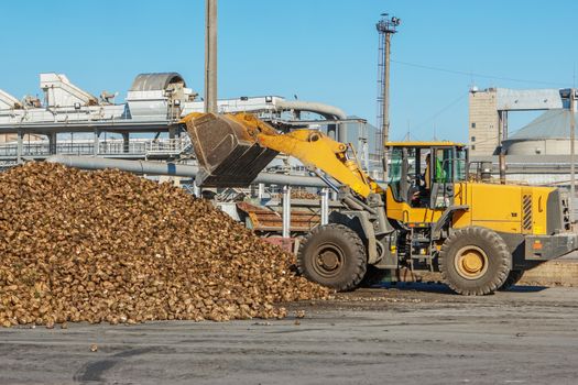 Front-end loader in action on the loading of sugar beet at a sugar factory