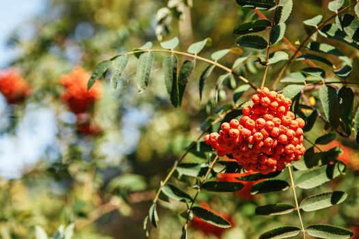 The fruits of mountain ash hanging in clusters on the branches of trees in autumn