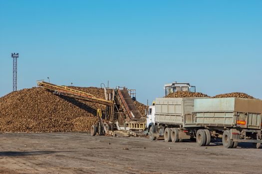 sugar beet harvest - truck waiting in front of off-loaded beet in factory for the production of sugar