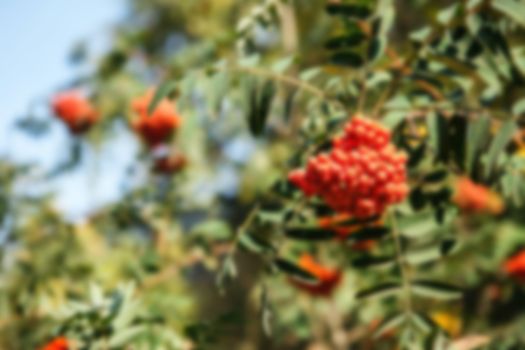 The fruits of mountain ash hanging in clusters on the branches of trees in autumn, blured