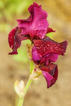 Purple iris flowers in the garden. Purple Iris flowerbed flowers, perennial, spring flower