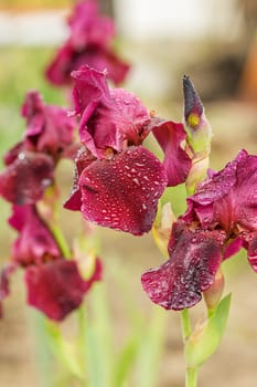 Purple iris flowers in the garden. Purple Iris flowerbed flowers, perennial, spring flower