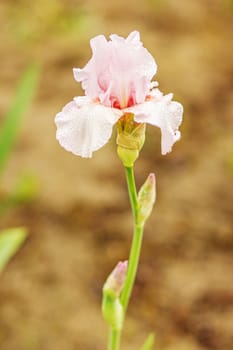 Purple iris flowers in the garden. Pink Iris flowerbed flowers, perennial, spring flower