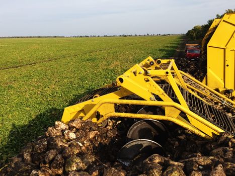 Agricultural vehicle harvesting sugar beets at sunny autumn day. Combine harvesting sugar beets