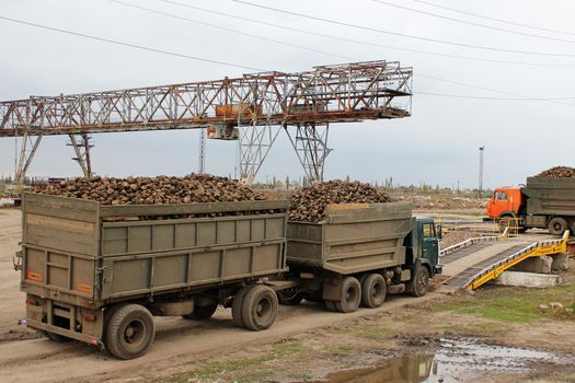 sugar beet harvest - truck waiting in front of off-loaded beet in factory for the production of sugar. Agricultural vehicle harvesting sugar beets
