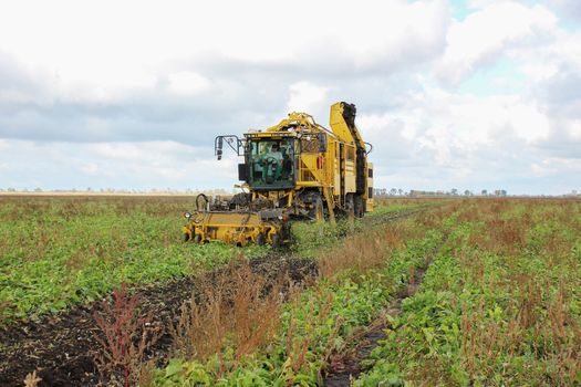 After the sugar beet is lifted from the ground it is loaded into trailers to be transported to the farm for storage or direct to the sugar factory for processing into sugar. Beet harvesters in process