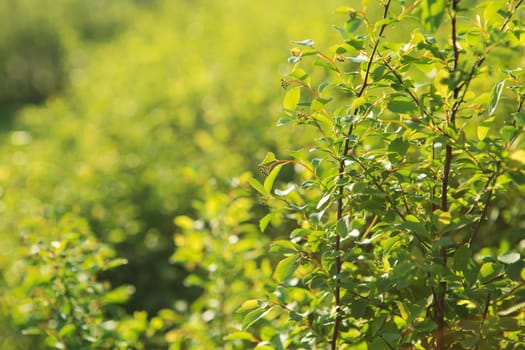 natural green background with selective focus. fresh and green leaves