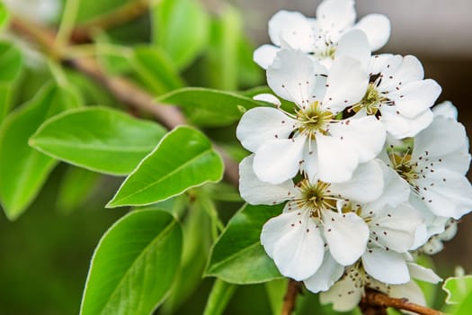 Flowering branch of pear. blooming spring garden. Flowers pear close-up. Blurred background. Pear blossom in early spring