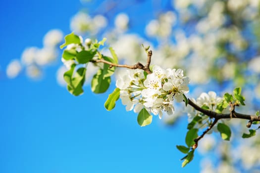 flowers bloom on a branch of pear against blue sky. Pear blossom on branch
