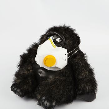 Black toy monkey in a protective mask on a white background. Monkey soft toy with medical face mask on white background. Soft toy gorilla sick wearing flu mask