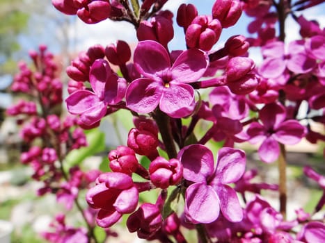 Floral natural background. Lilac flowers close up. Lilac flowers background. Macro image of spring lilac violet flowers. Branch of lilac flowers with the leaves.