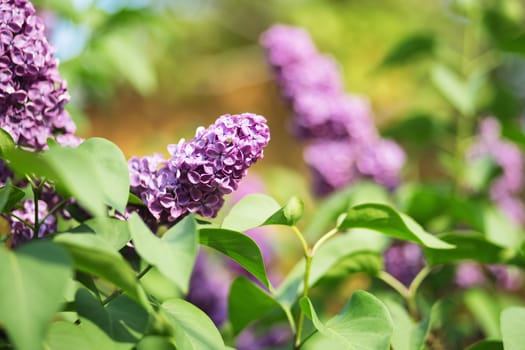 Floral natural background. Lilac flowers close up. Lilac flowers background. Macro image of spring lilac violet flowers. Branch of lilac flowers with the leaves.