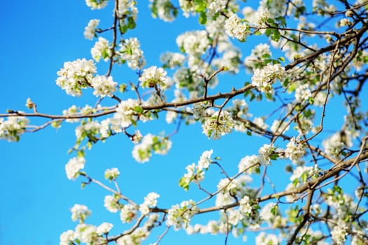 flowers bloom on a branch of pear against blue sky. Pear blossom on branch