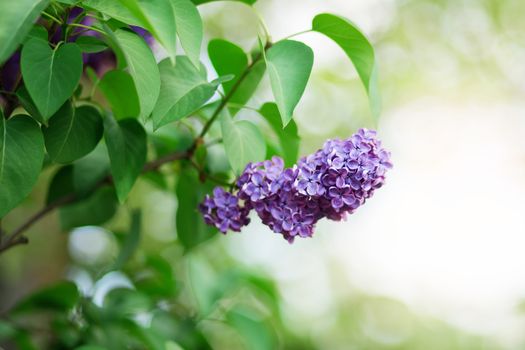 Floral natural background. Lilac flowers close up. Lilac flowers background. Macro image of spring lilac violet flowers. Branch of lilac flowers with the leaves.