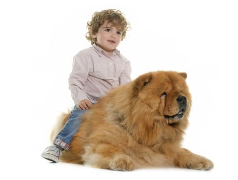 chow chow and boy in front of white background