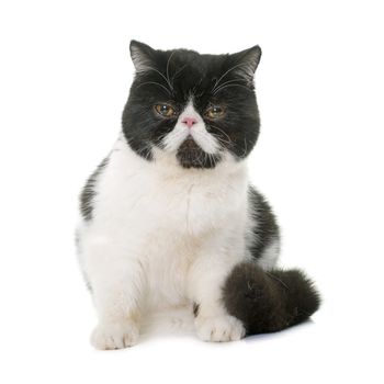 exotic shorthair cat in front of white background