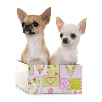 puppies chihuahua in front of white background