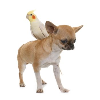 puppy chihuahua and cockatiel in front of white background