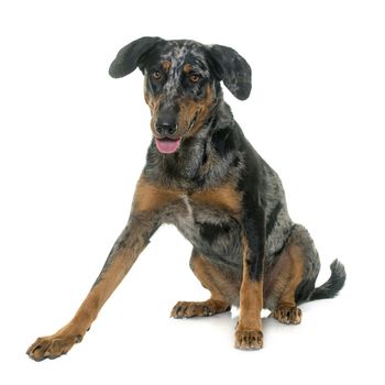 female harlequin beauceron in front of white background