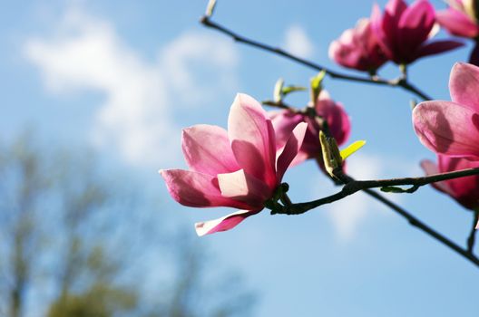 Beautiful Flowers of a Magnolia Tree