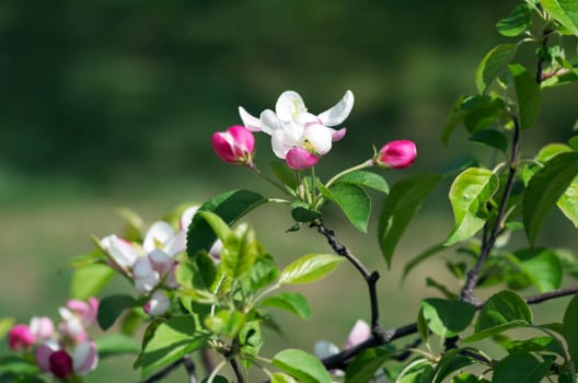 Beautiful Flower in spring. Natural background