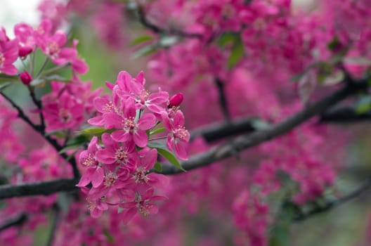 Beautiful Flower in spring. Natural background