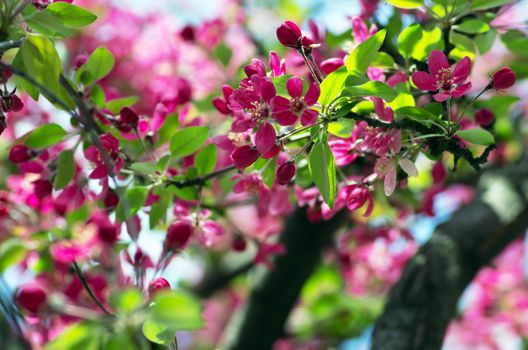 Beautiful Flower in spring. Natural background